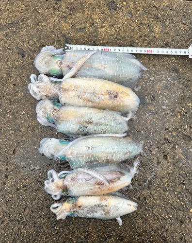 アオリイカの釣果