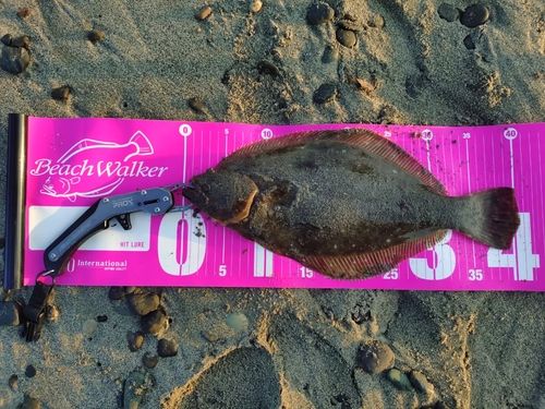 ヒラメの釣果