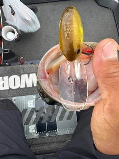 ブラックバスの釣果