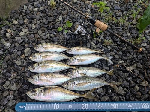アジの釣果