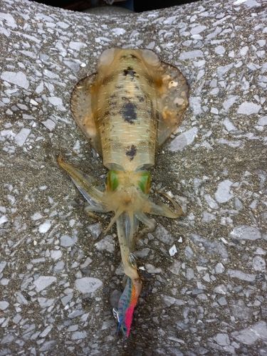 アオリイカの釣果