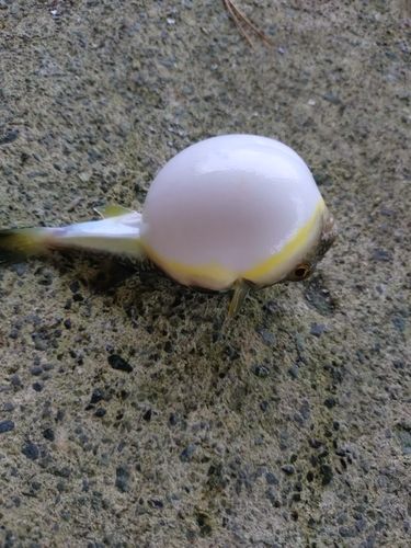 フグの釣果