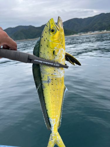 マヒマヒの釣果