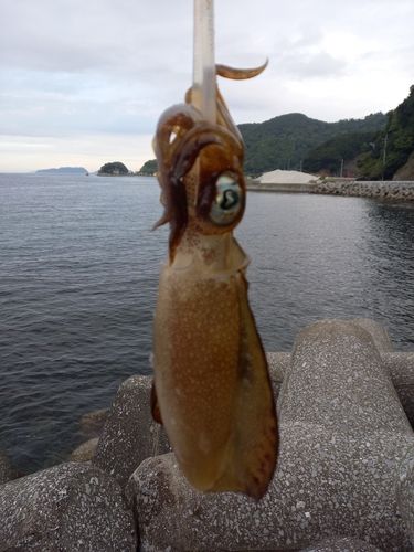 深良津港
