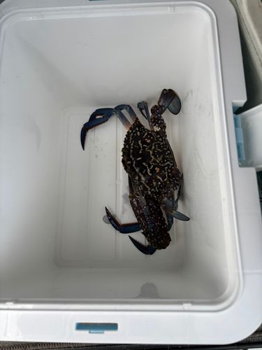 タイワンガザミの釣果