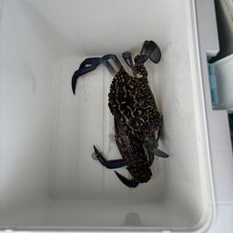 タイワンガザミ