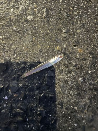 カタクチイワシの釣果