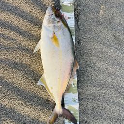 ショゴ