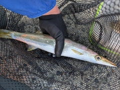アカカマスの釣果