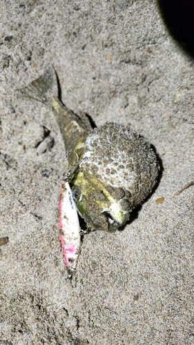シロサバフグの釣果