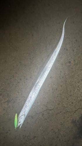 タチウオの釣果