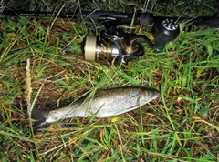 ウグイの釣果