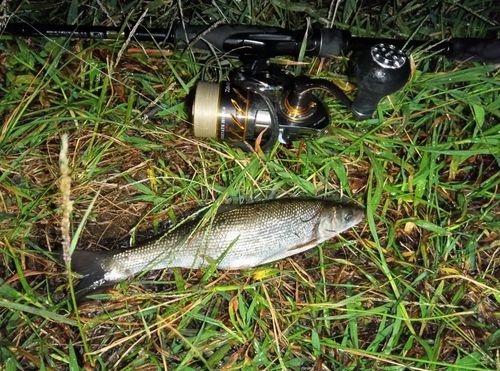 ウグイの釣果