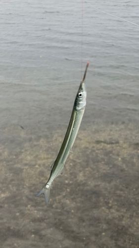 サヨリの釣果