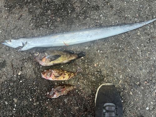 タチウオの釣果