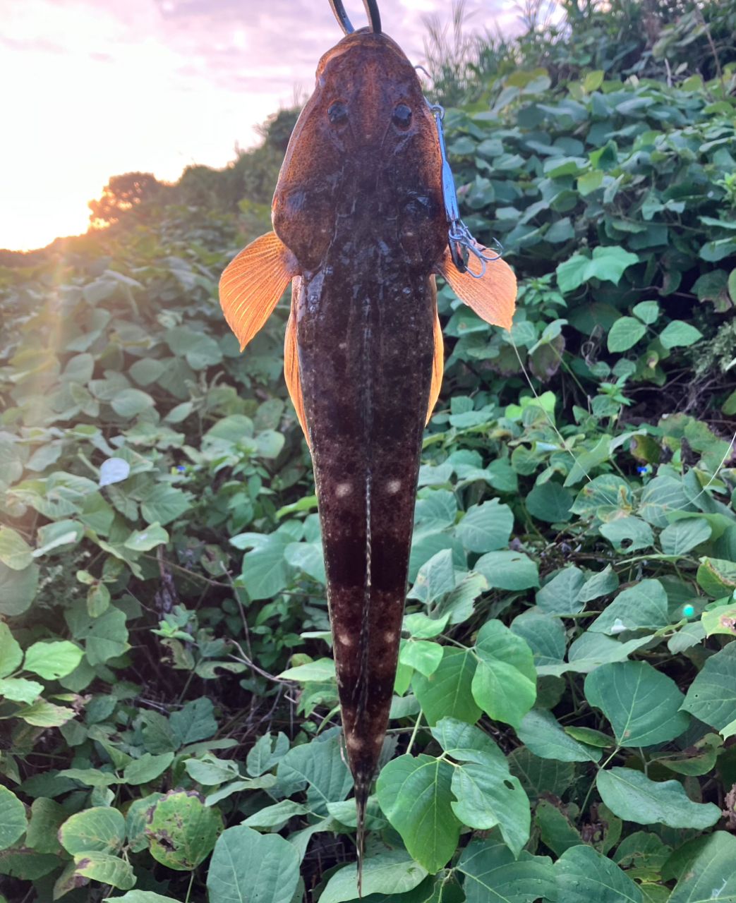 マゴチ