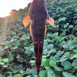 マゴチ