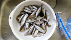 シマイサキの釣果