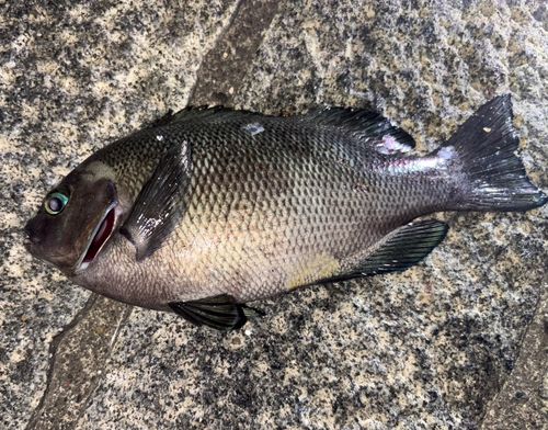 メジナの釣果