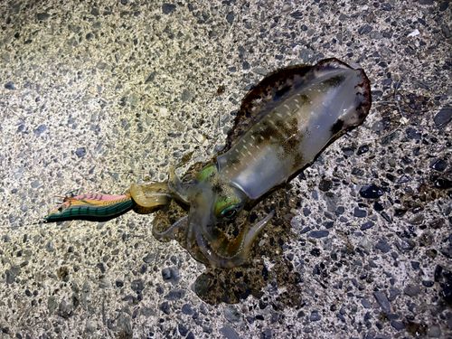 アオリイカの釣果