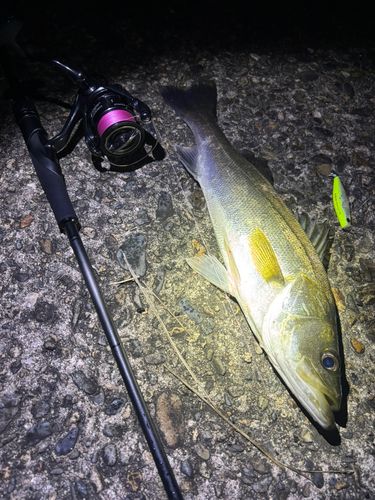 シーバスの釣果