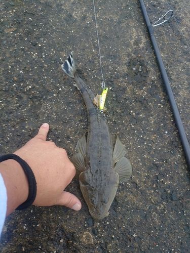 マゴチの釣果