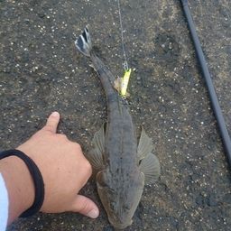 マゴチ