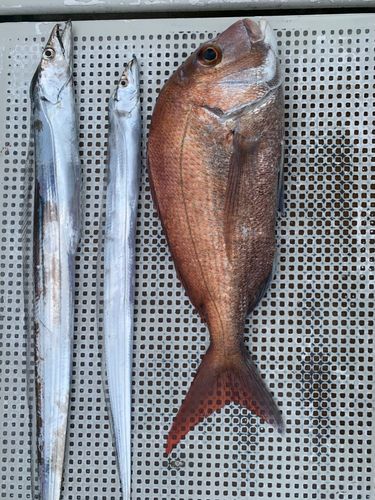 タイの釣果