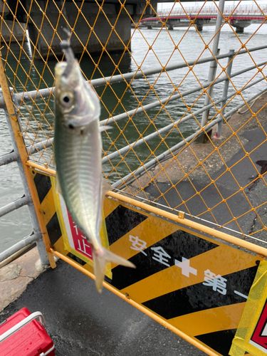 マアジの釣果