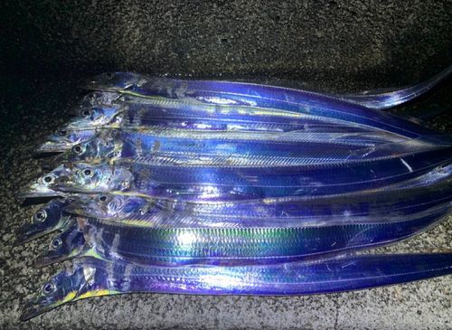 タチウオの釣果