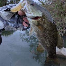 スモールマウスバス