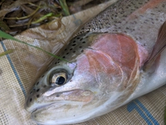 ニジマスの釣果