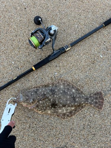 ヒラメの釣果