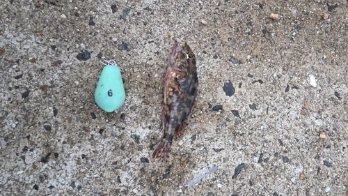 カサゴの釣果