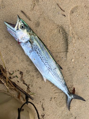 サゴシの釣果
