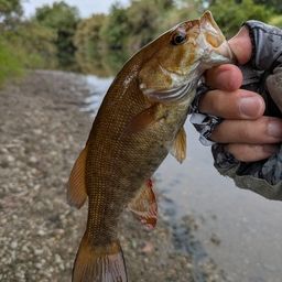 スモールマウスバス