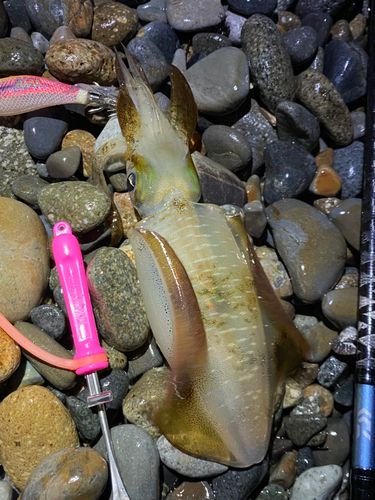 アオリイカの釣果