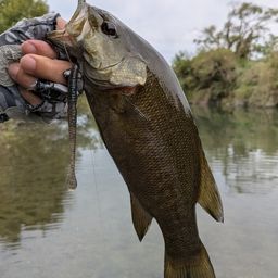 スモールマウスバス