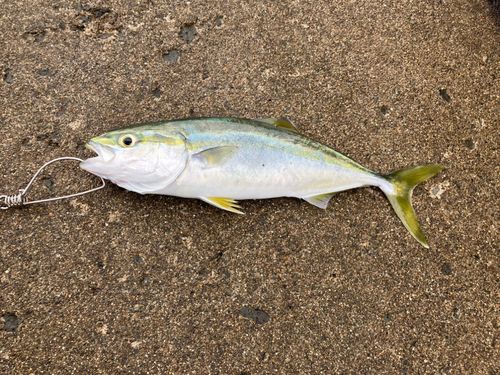 イナダの釣果
