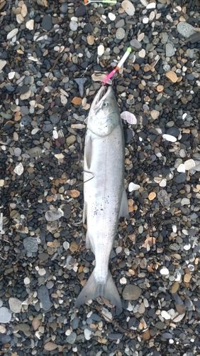 シロザケの釣果
