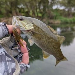 スモールマウスバス