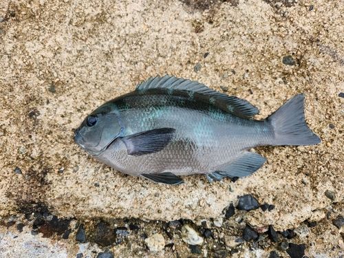 グレの釣果