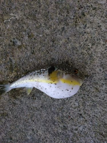 フグの釣果