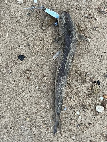 エソの釣果