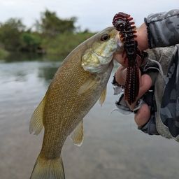 スモールマウスバス