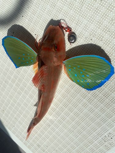 ホウボウの釣果