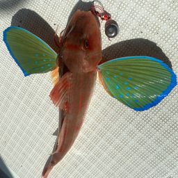 ホウボウ