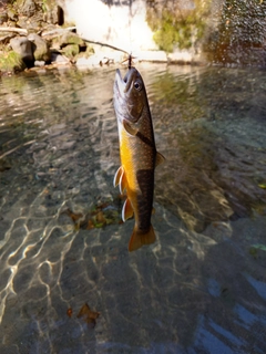 オショロコマの釣果