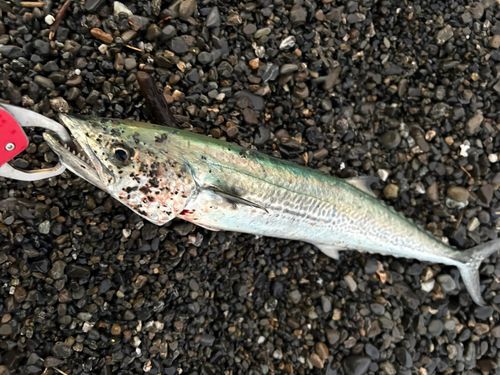 サゴシの釣果