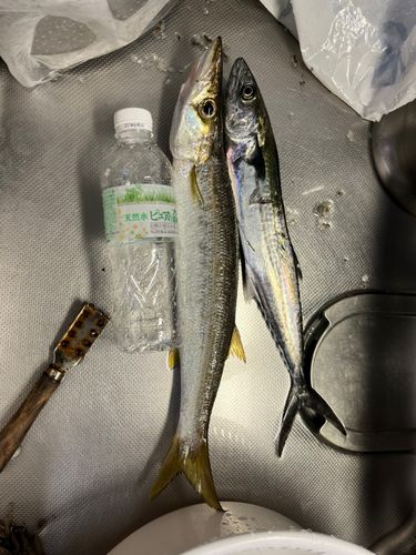 カマスの釣果